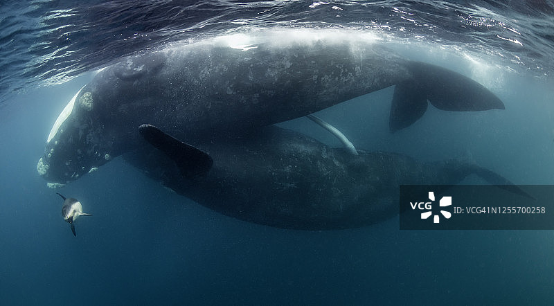 两头成年南露脊鲸交配图片素材