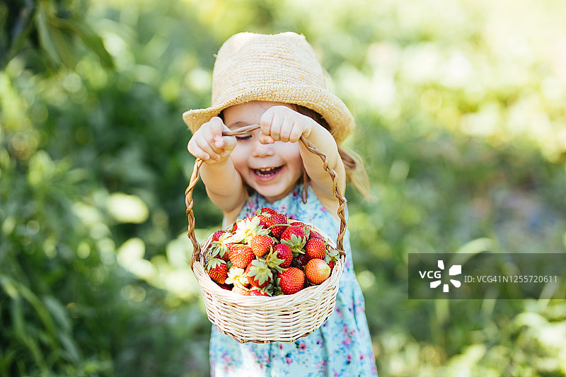 小女孩在农田里采摘草莓图片素材