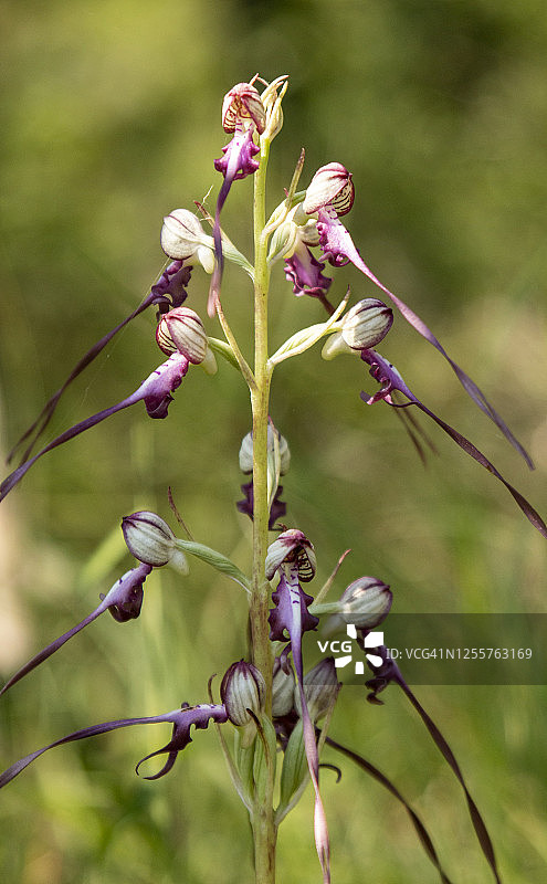 自然栖息地的蜥蜴兰图片素材
