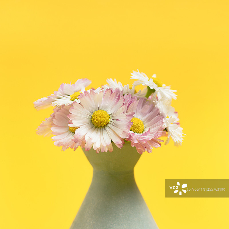 亮黄色背景花瓶中的洋甘菊花束图片素材