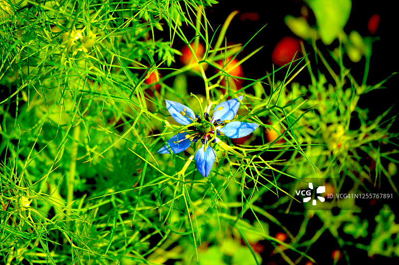 蓝色花朵特写图片素材