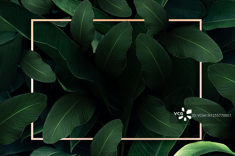 热带叶彩色花深色热带叶自然背景深绿色叶自然图片素材