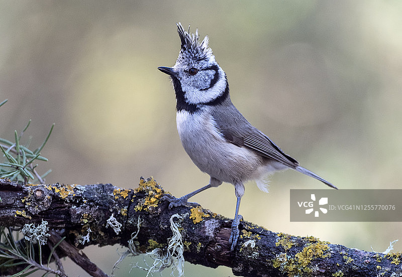 戴胜（Lophophanes cristatus）站在长满地衣的树枝上图片素材