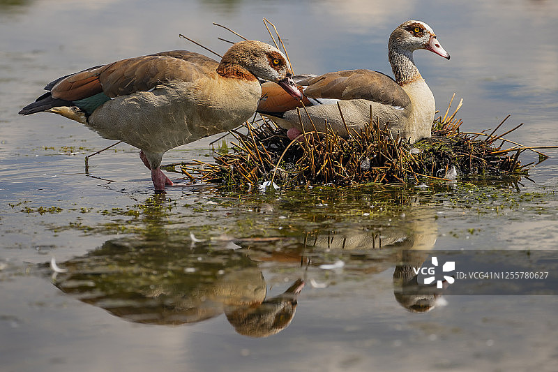英国伦敦温布尔登公共绿地图片素材