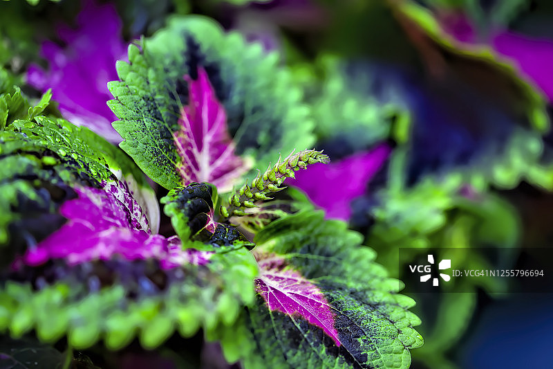 锦紫苏图片素材