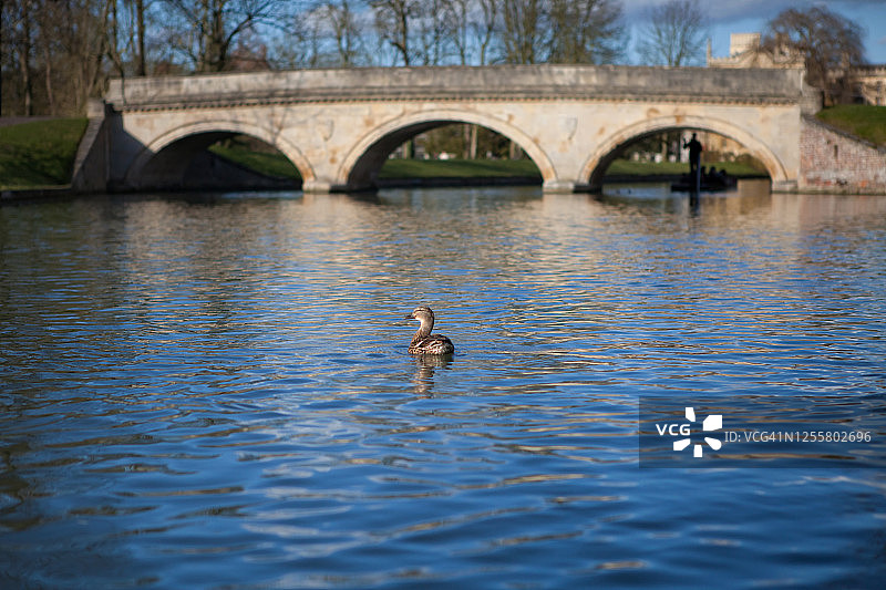 在国王学院桥附近游泳的鸭子图片素材