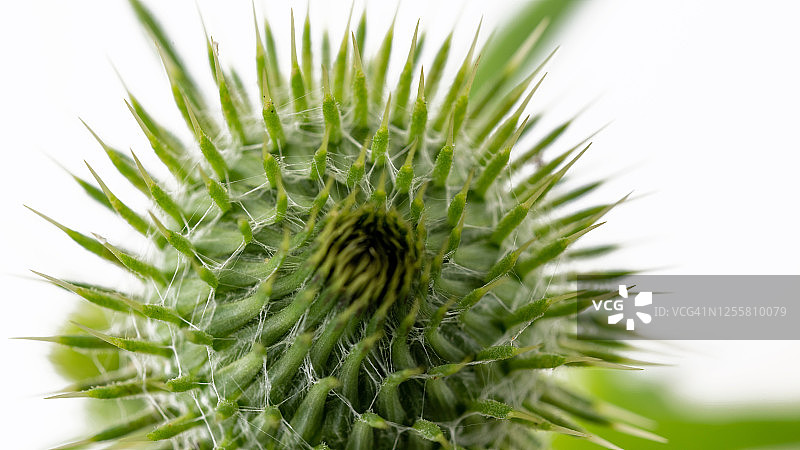 矛蓟花的花蕾，影棚拍摄图片素材