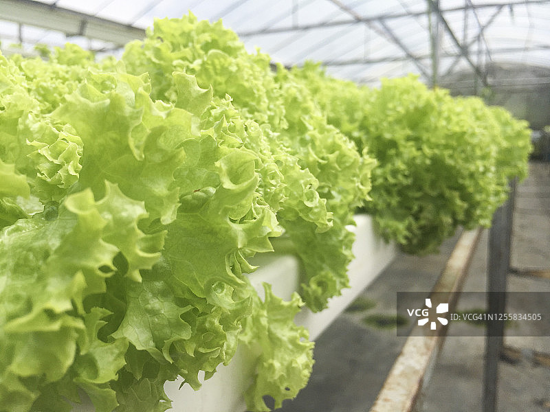 水培或鱼菜共生植物种植方法图片素材