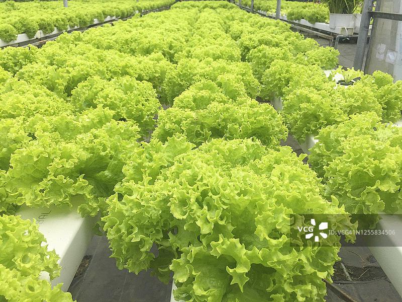 水培或鱼菜共生植物种植方法图片素材