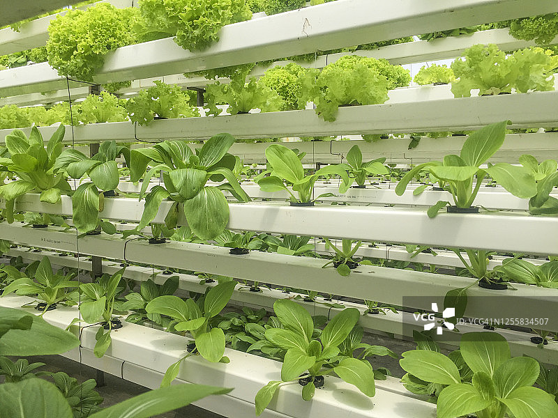 水培或鱼菜共生植物种植方法图片素材