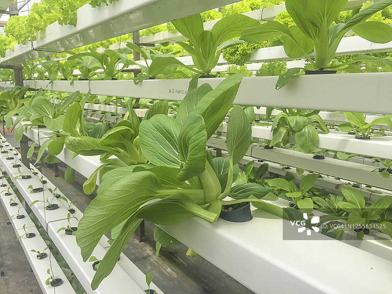 水培或鱼菜共生植物种植方法图片素材