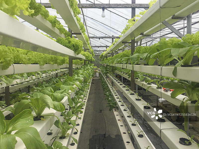 水培或鱼菜共生植物种植方法图片素材