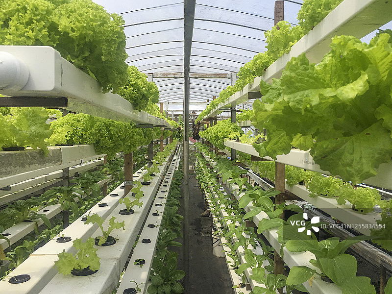 水培或鱼菜共生植物种植方法图片素材