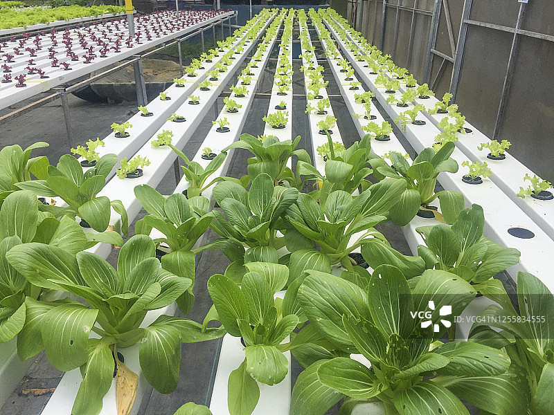 水培或鱼菜共生植物种植方法图片素材