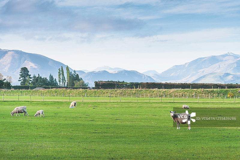 新西兰南岛的白色绵羊群，以自然景观为背景图片素材
