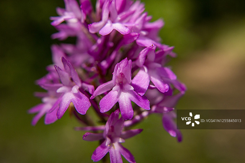 尖塔兰（Anacamptis pyramidalis）特写图片图片素材