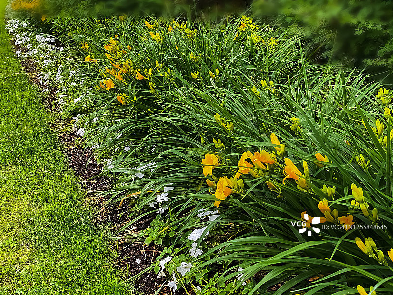 一排黄色萱草花图片素材