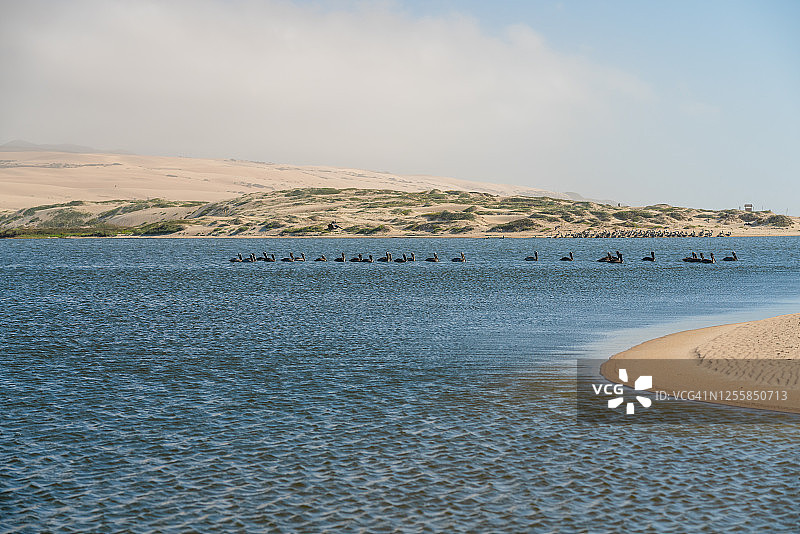鹈鹕漂浮在水面上，背景是沙丘和多云的天空，加利福尼亚瓜达卢佩-尼波莫沙丘国家野生动物保护区图片素材