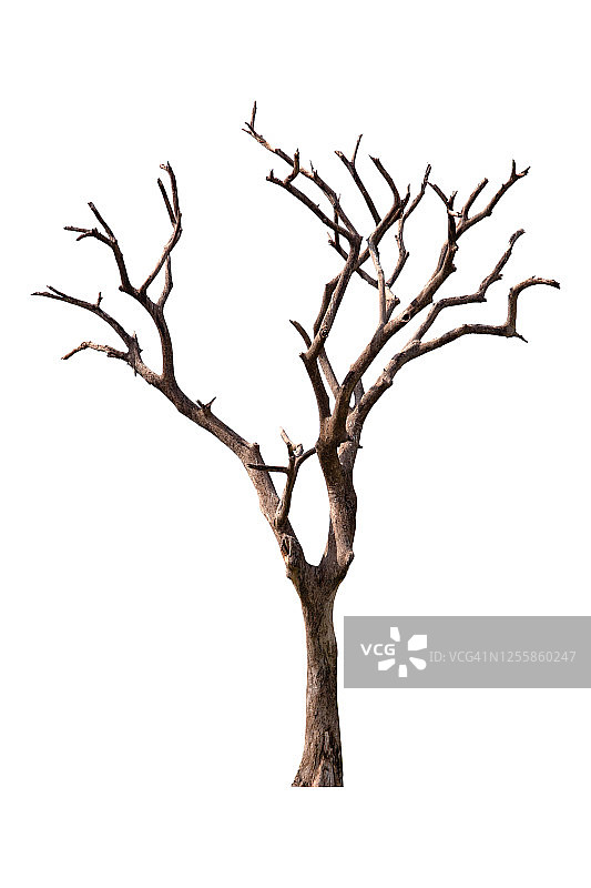 白色背景下的裸树图片素材