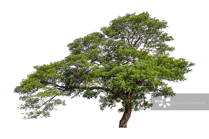 白色背景上孤立的大绿树。图片素材