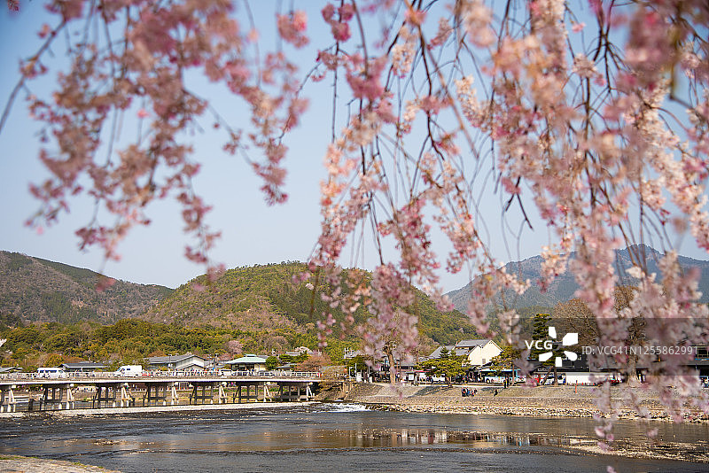 京都关西岚山樱花盛开图片素材