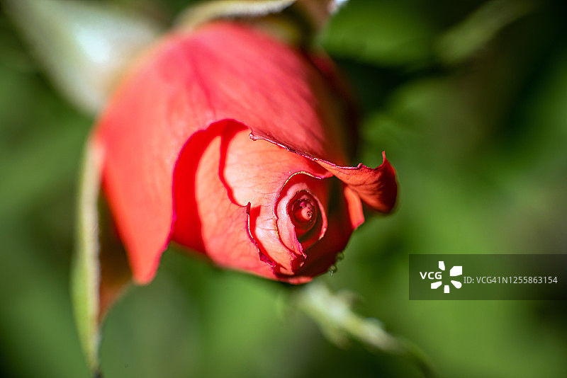 关闭的红色玫瑰花蕾特写图片素材