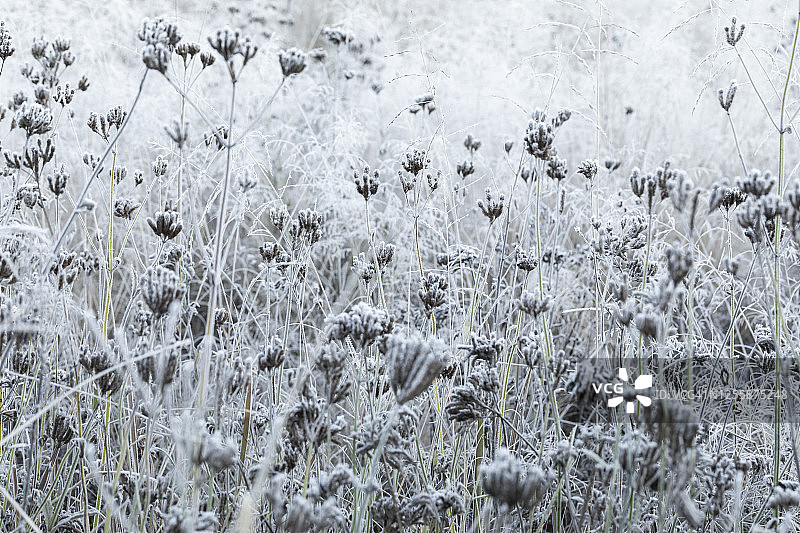 澳大利亚寒冷冬日清晨日出白色结霜草地图片素材