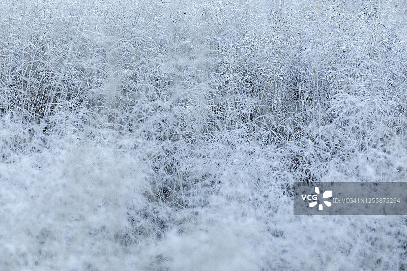 澳大利亚寒冷冬日清晨日出白色结霜草地图片素材