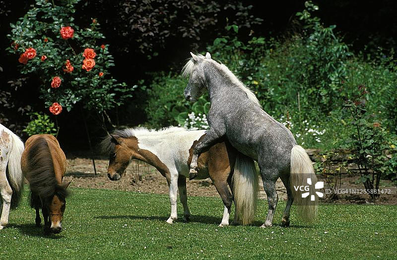 美国迷你马交配图片素材