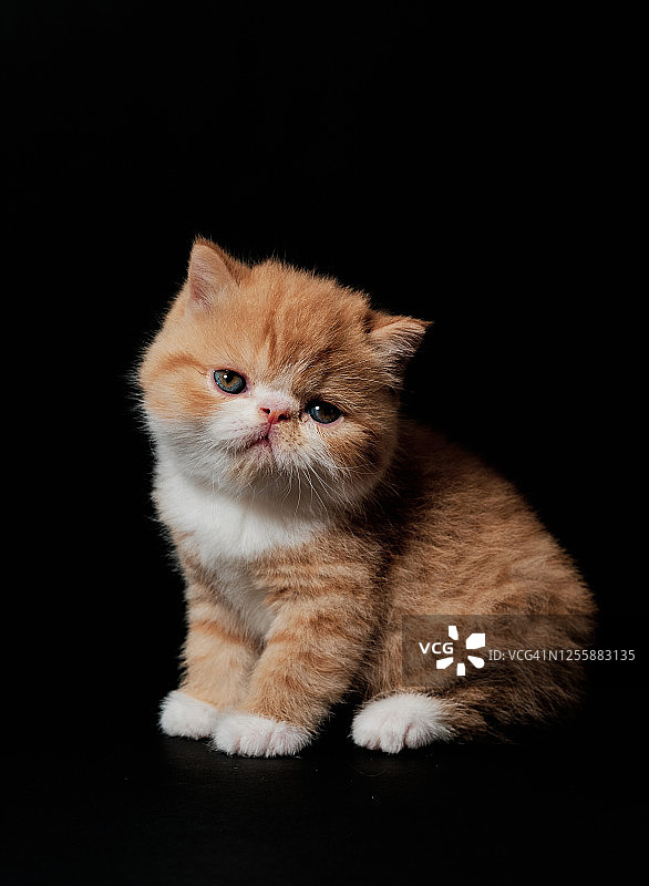 黑色背景上可爱的小猫图片素材