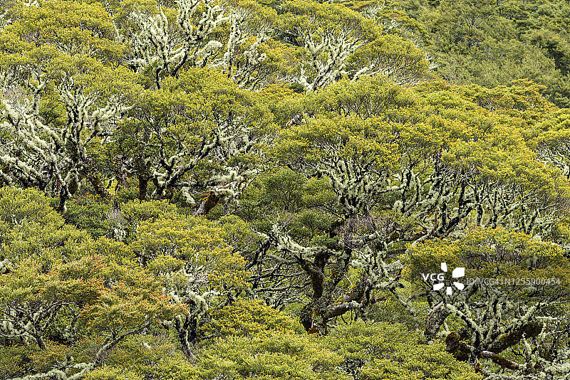 山毛榉树（南方山毛榉树/ Nothofagus sp.）与地衣，峡湾国家公园特写图片素材