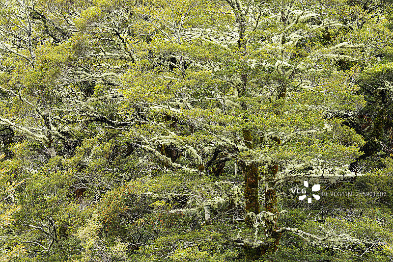 山毛榉树（南方山毛榉树/ Nothofagus sp.）与地衣，峡湾国家公园特写图片素材