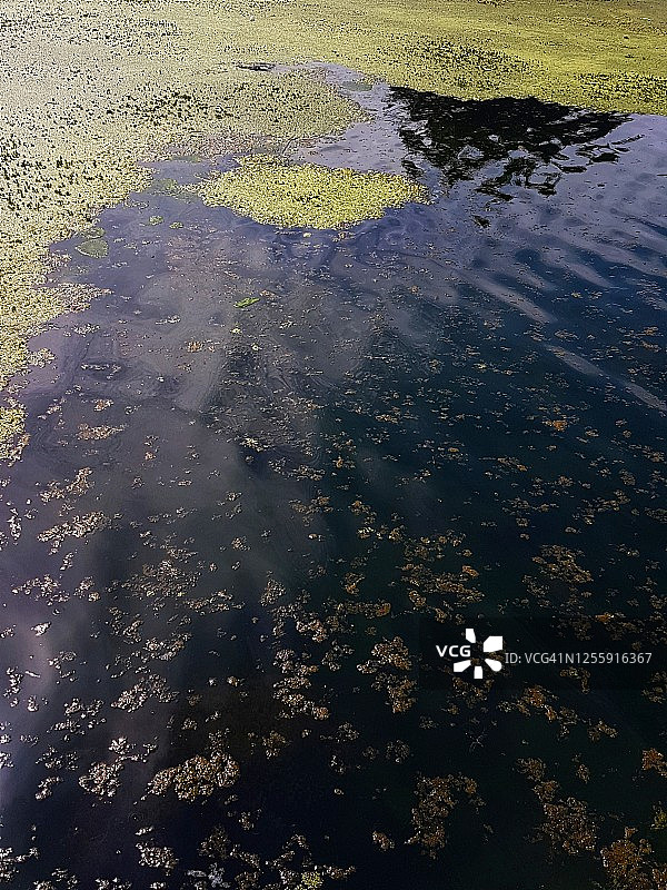湖水表面的藻类图片素材
