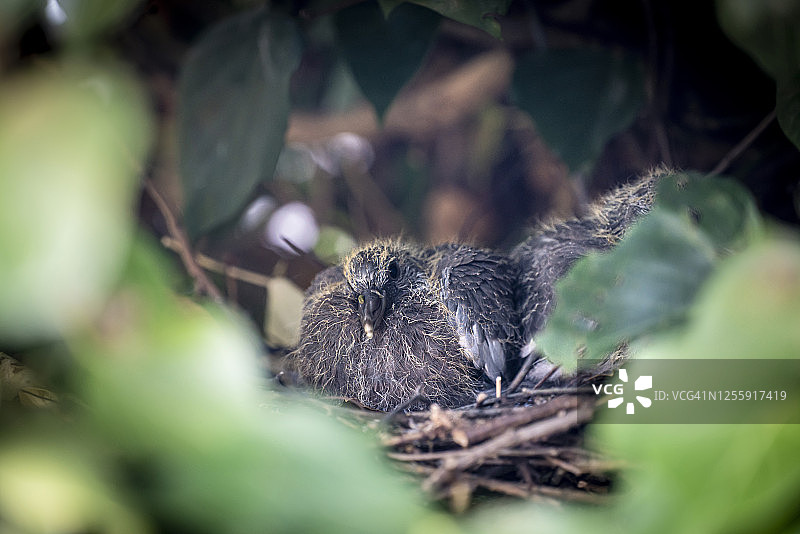 巢中与两只小鸟的野鸽子（约14天大）图片素材