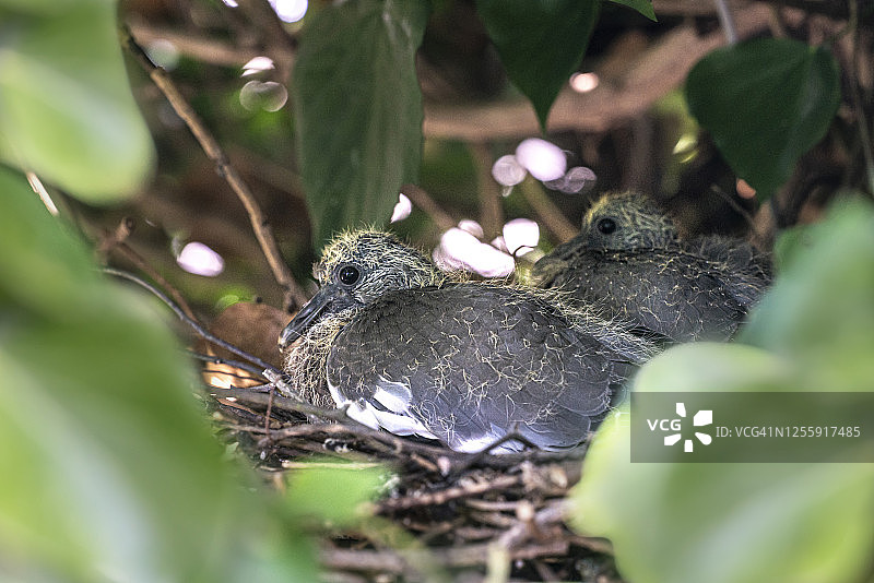巢中的两只野生鸽子雏鸟，大约13天大图片素材