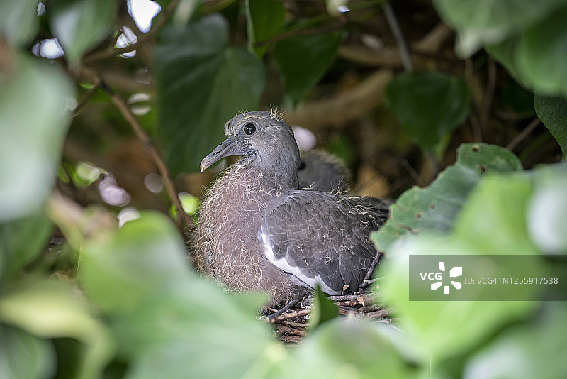 鸟巢中的两只雏鸽，大约18天大图片素材