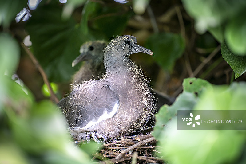 巢中野鸽与两只雏鸟（约17天大）图片素材
