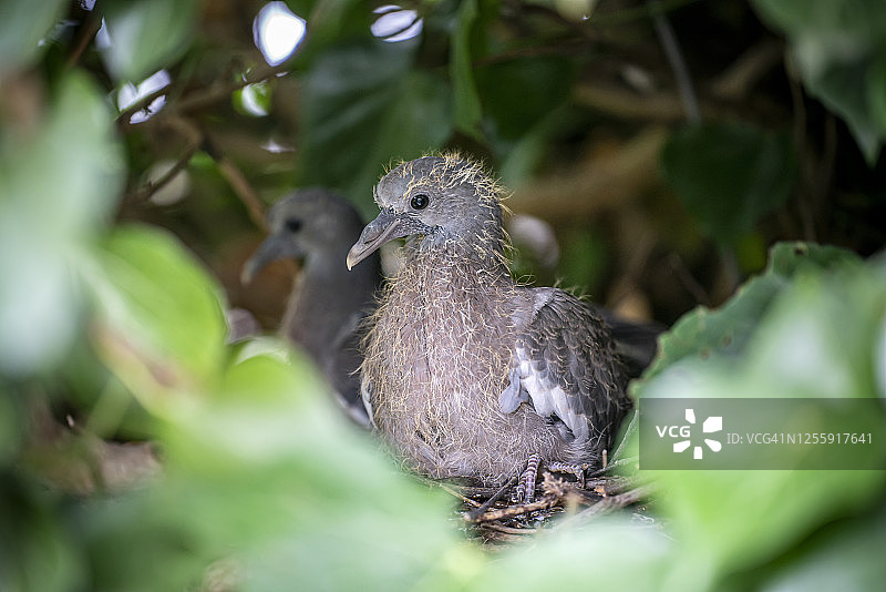 鸟巢中的两只小鸽子——大约19天大图片素材