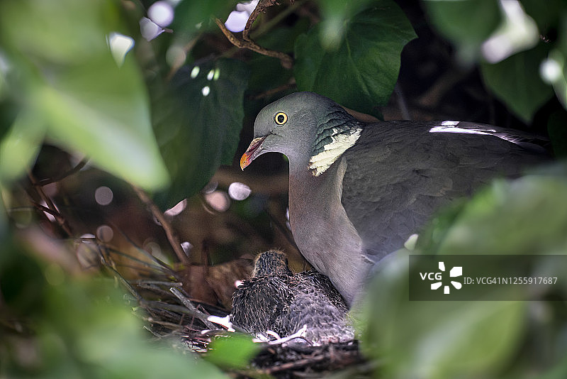野鸽与两只雏鸟在巢中 - 大约6天大图片素材