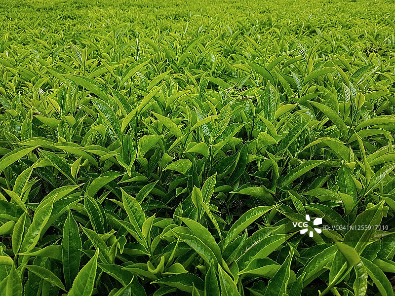 茶叶俯视图图片素材