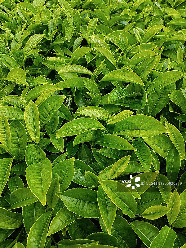 茶叶全画幅照片图片素材