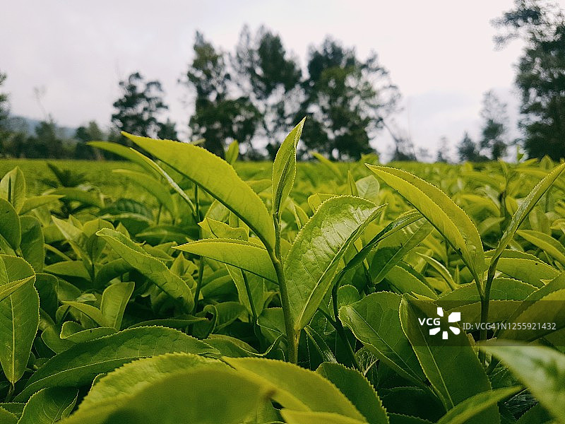 茶园里的新鲜茶叶图片素材