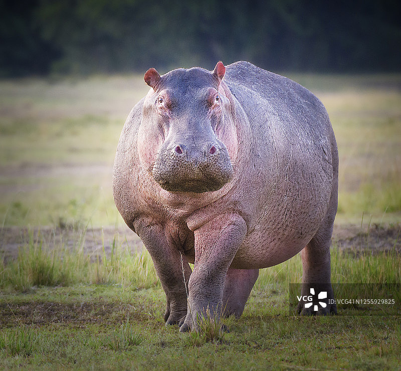 在肯尼亚马赛马拉走出的河马美丽肖像图片素材