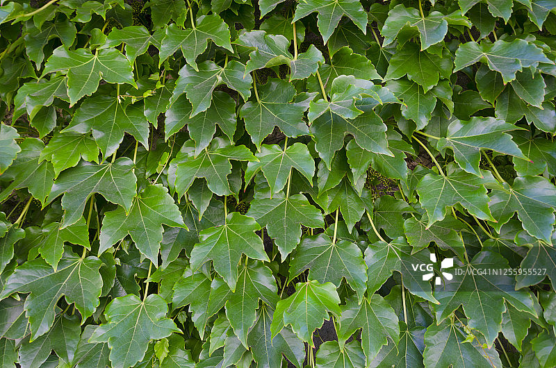 波士顿常春藤（三叶爬山虎）图片素材