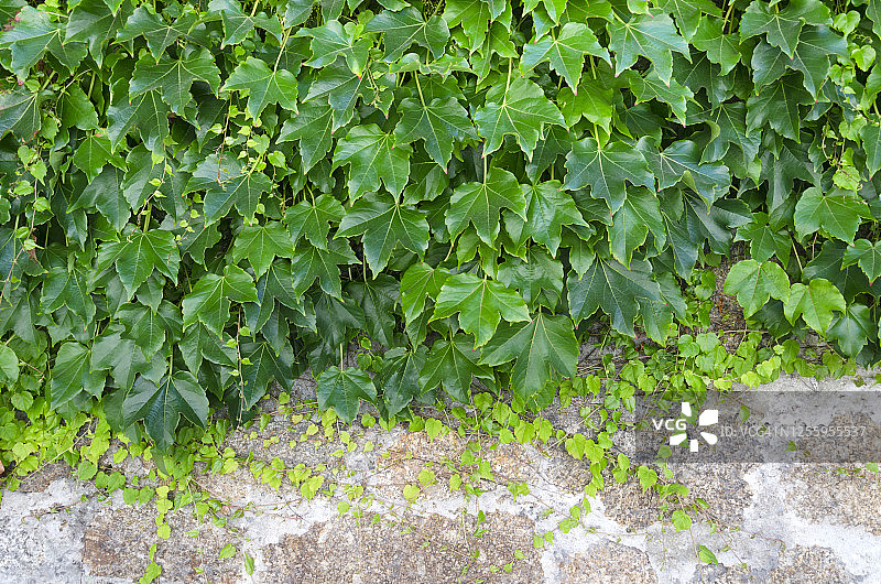 石墙与波士顿常春藤图片素材