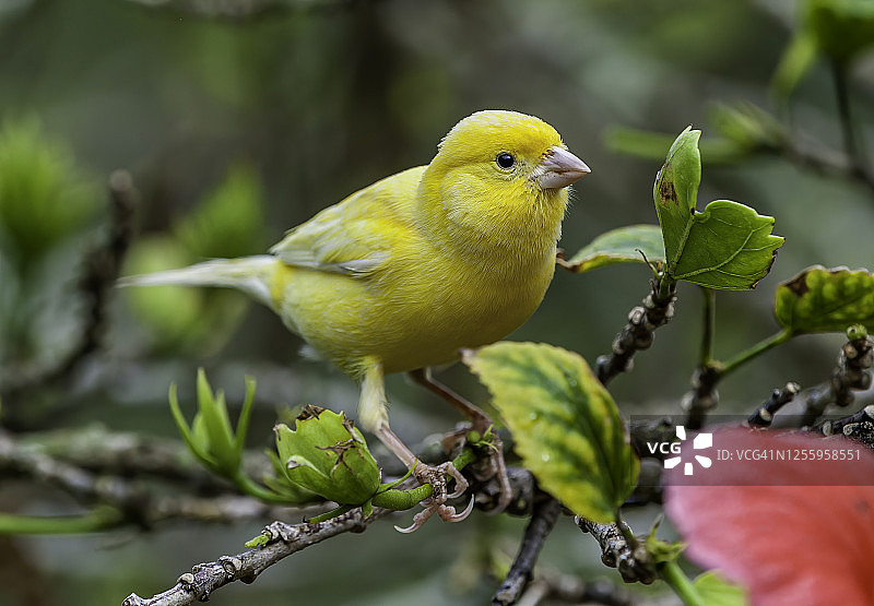 家养金丝雀图片素材