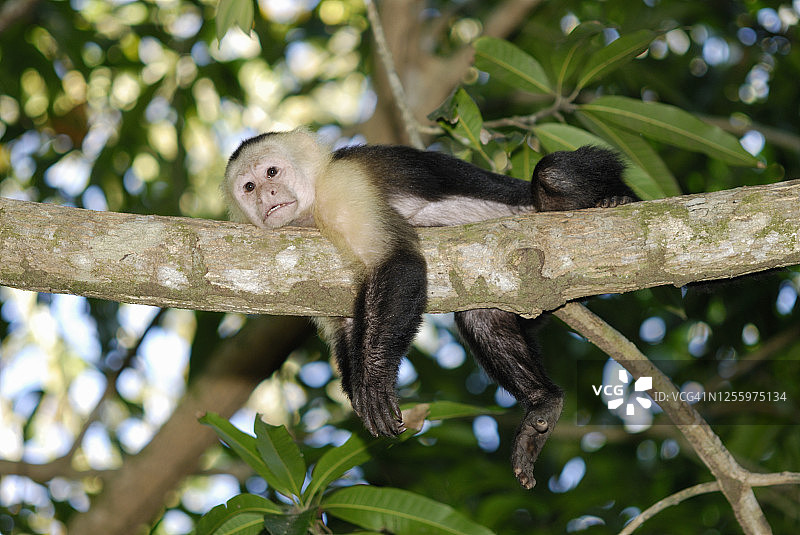 哥斯达黎加雨林中躺在树枝上的卷尾猴图片素材