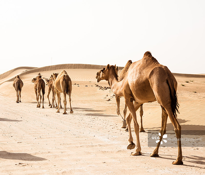 沙漠中行走的骆驼图片素材