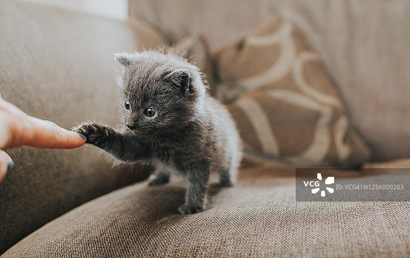 毛茸茸的灰色小猫伸出爪子触摸人的手指图片素材