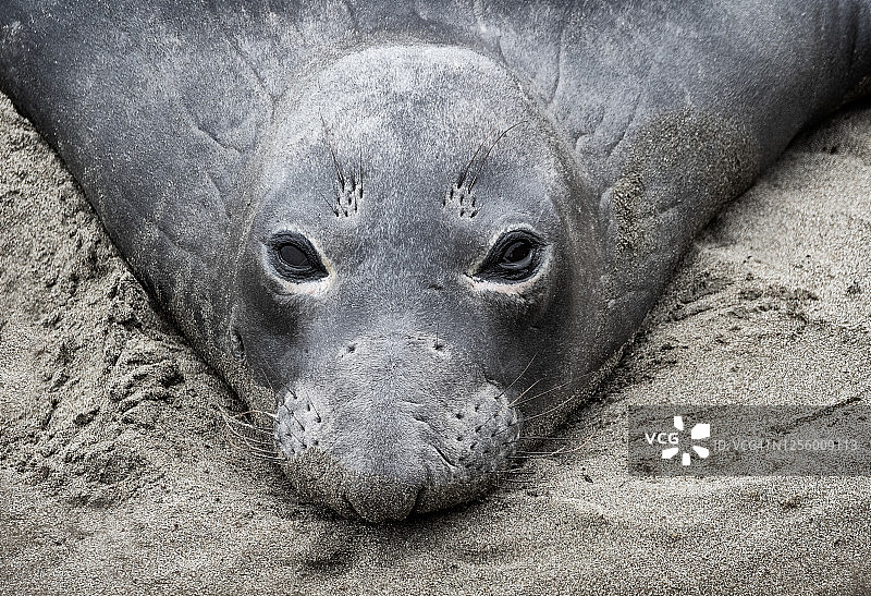 圣西蒙的象海豹图片素材